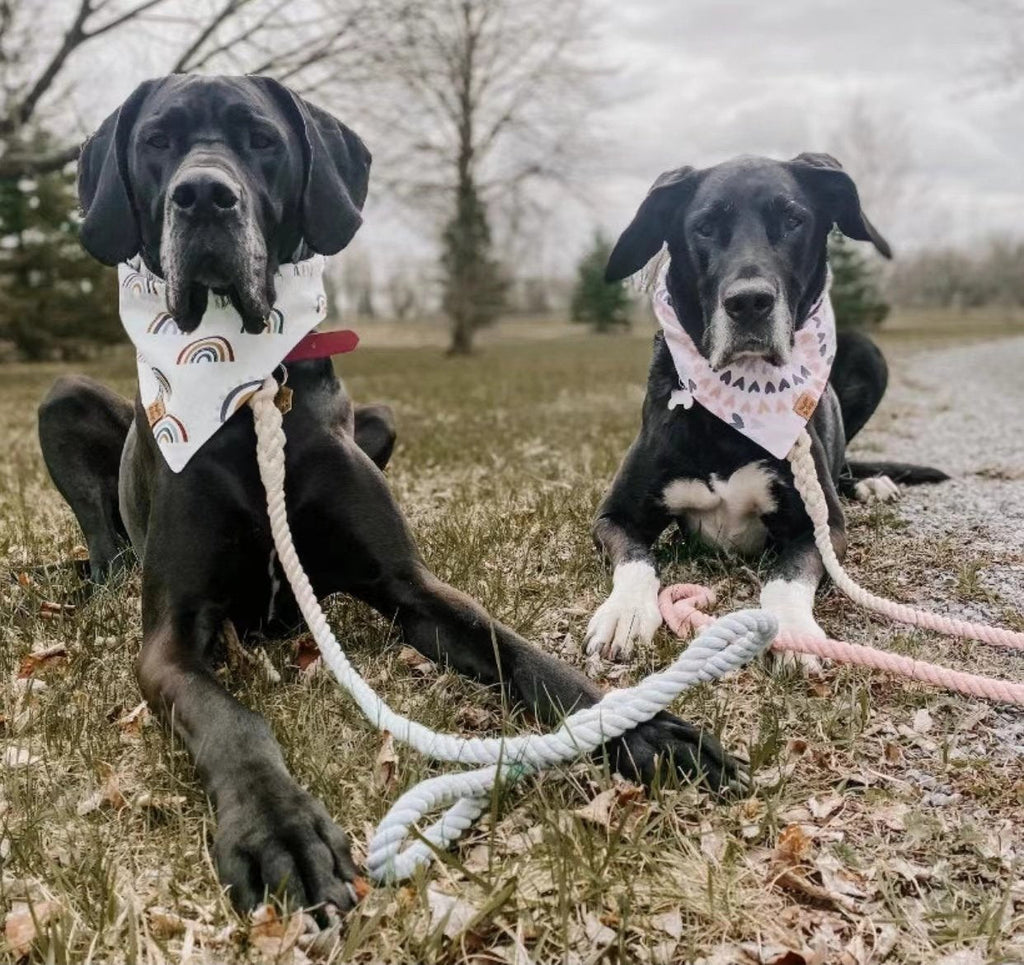 Pink Donut Dog Rope Leash | Boost Your Soul