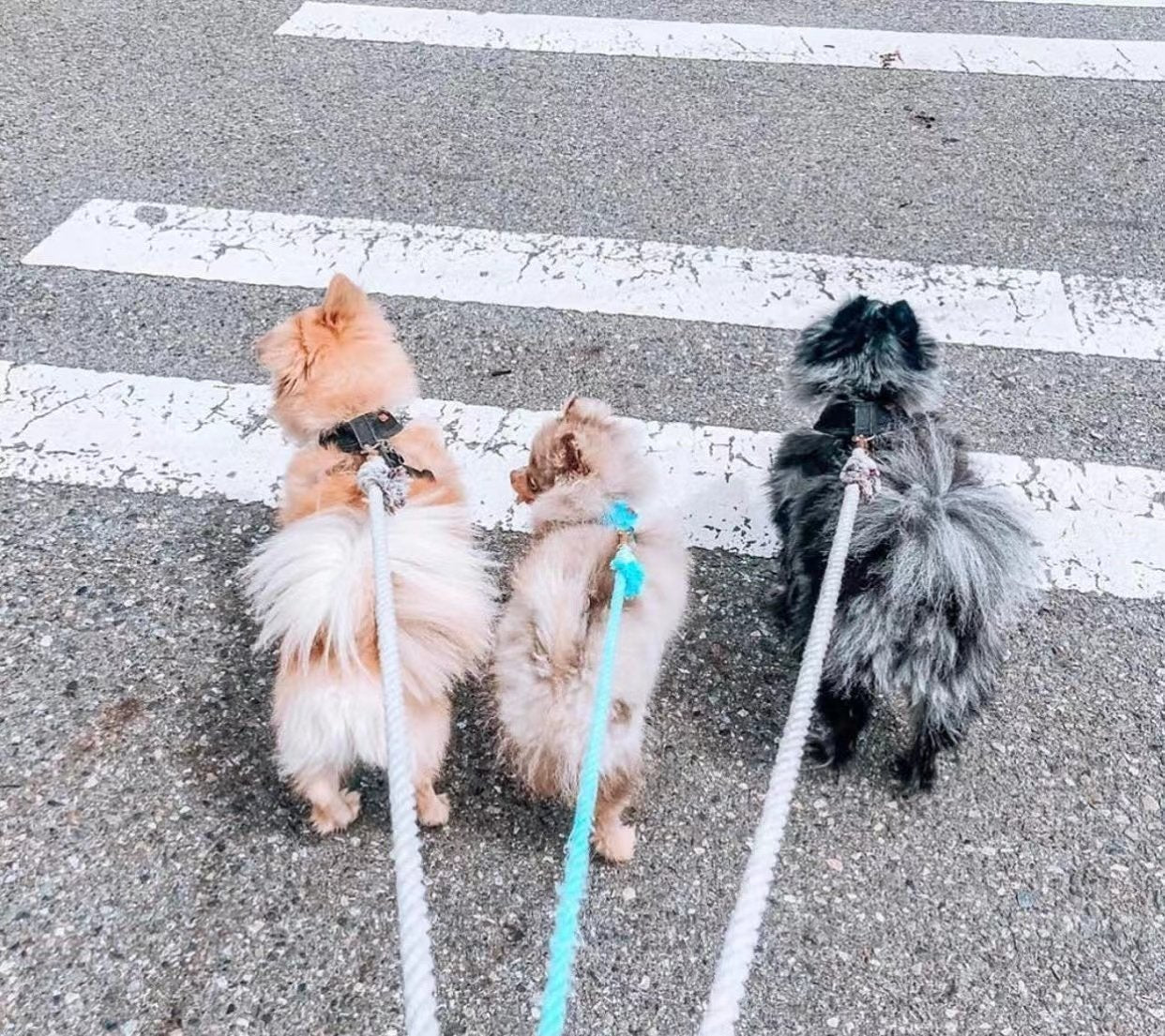 Pink Donut Dog Rope Leash | Boost Your Soul