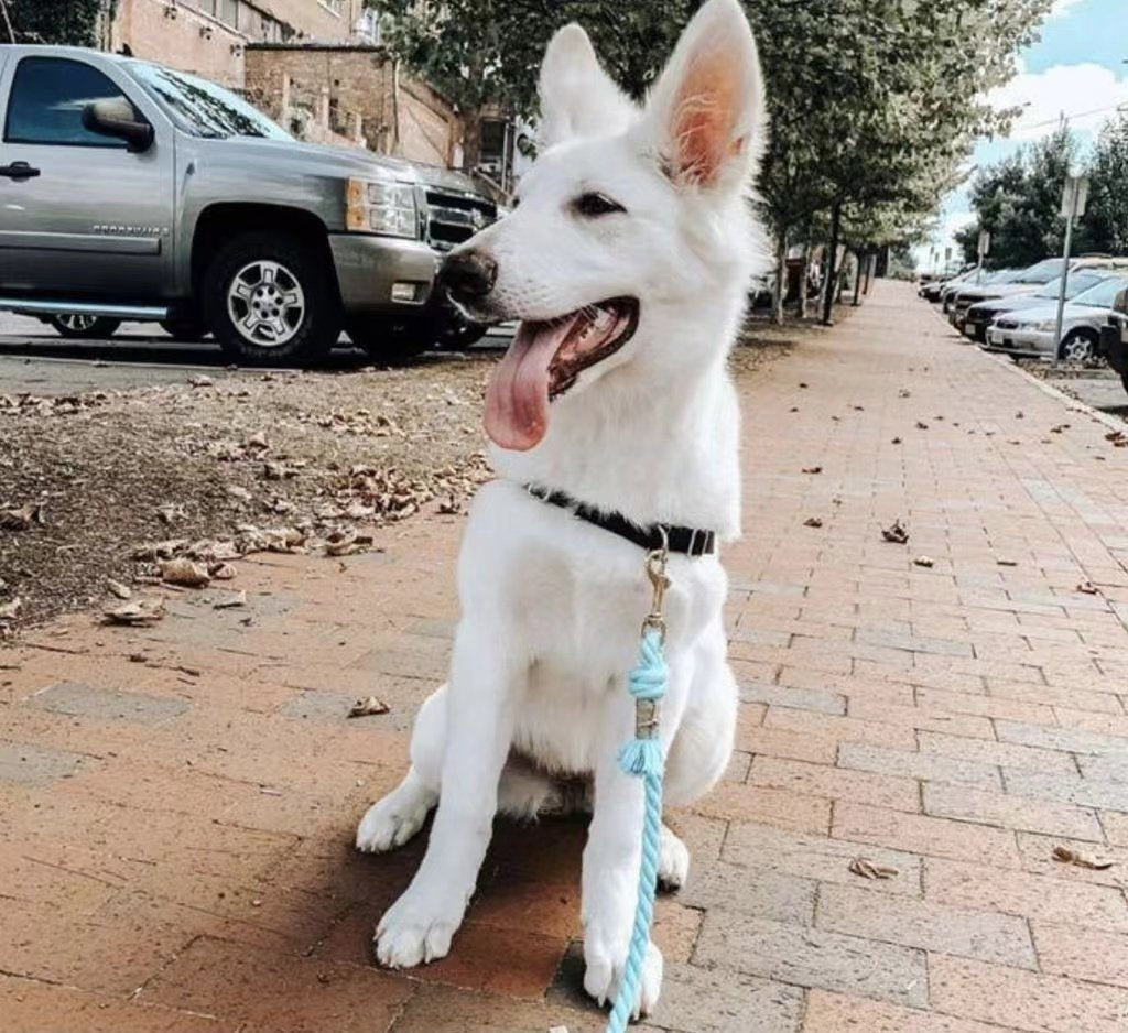 Pink Donut Dog Rope Leash | Boost Your Soul