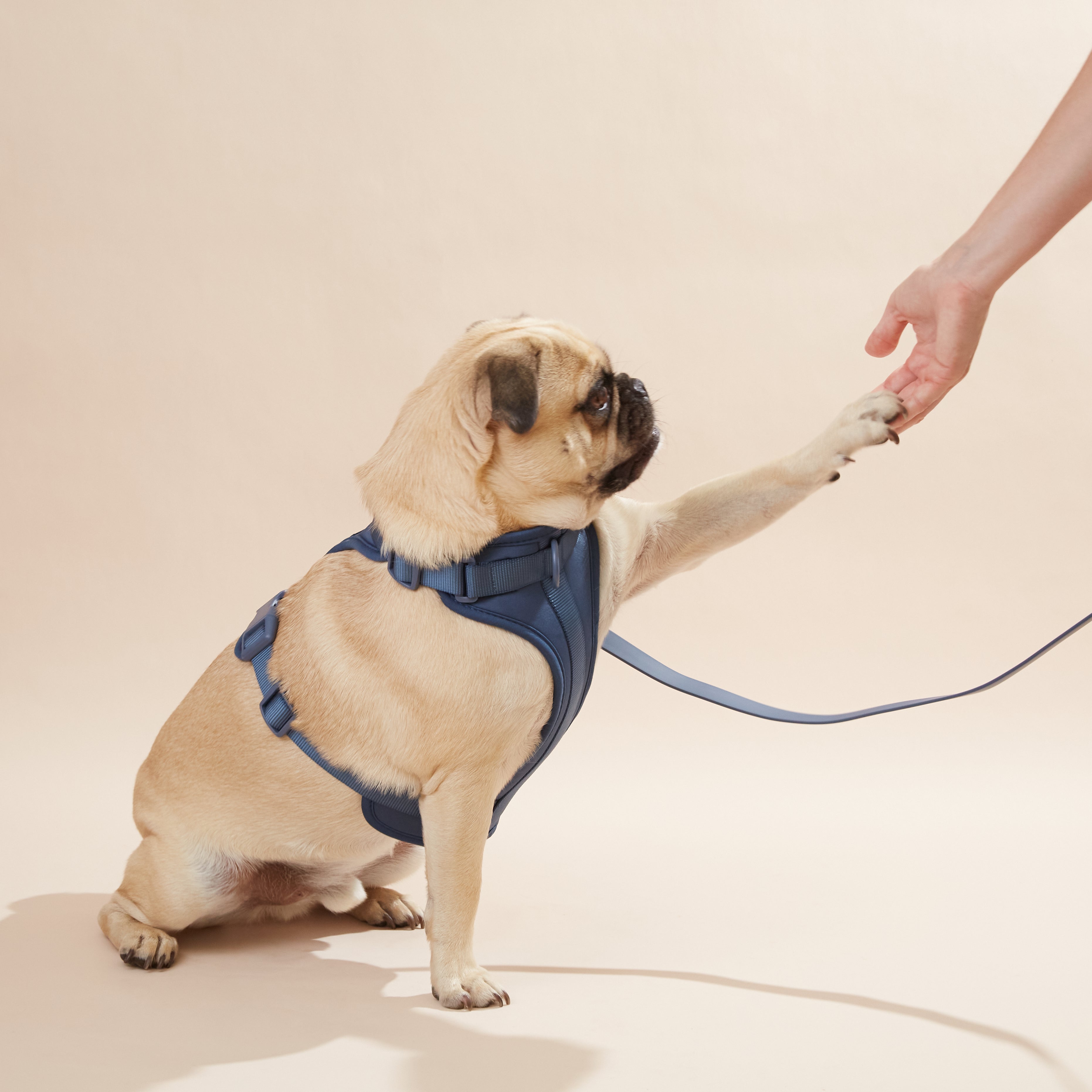 Adjustable Dog Harness | Boost Your Soul