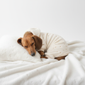 Dachshund Fleece Pyjama Suit | Boost Your Soul